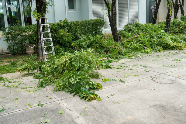 How Our Tree Care Process Works  in  Premont, TX