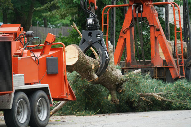 Best Lawn Renovation and Restoration  in Premont, TX