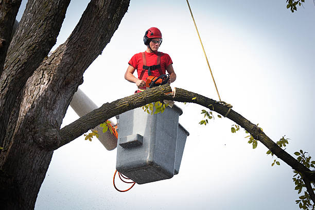 Best Tree Cabling and Bracing  in Premont, TX